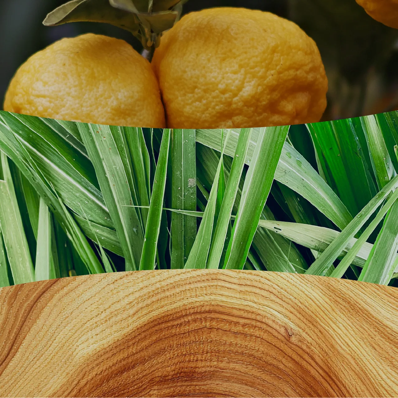 Yuzu & Vetiver – Obrázok 2