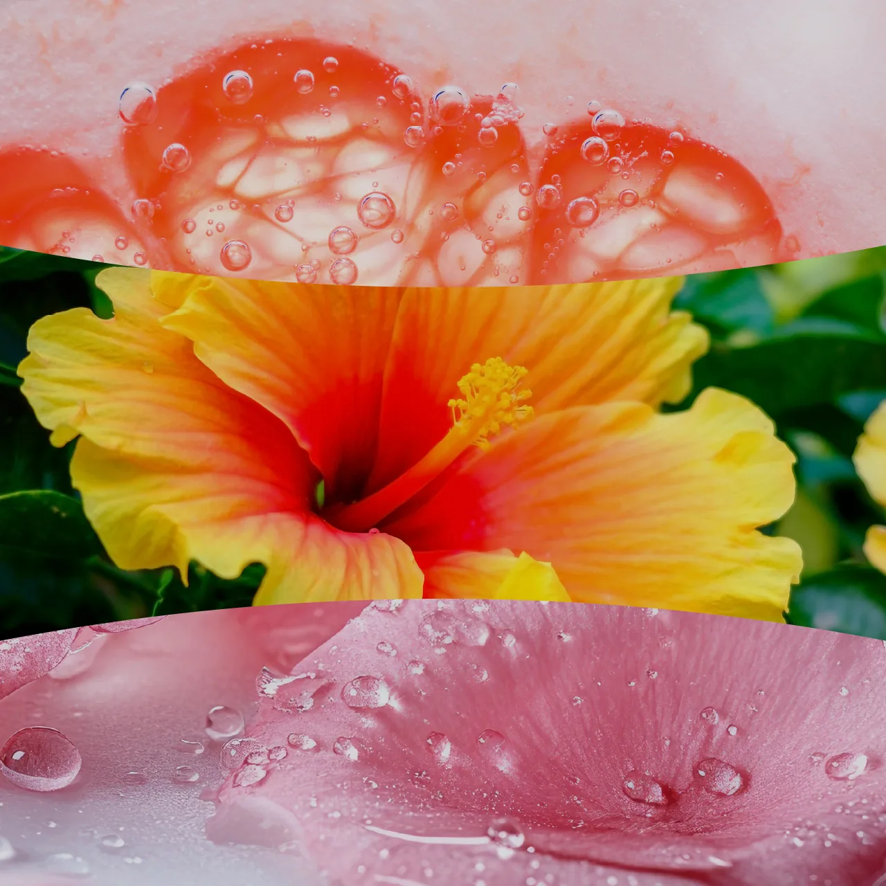 Lush Pomelo – Obrázok 2