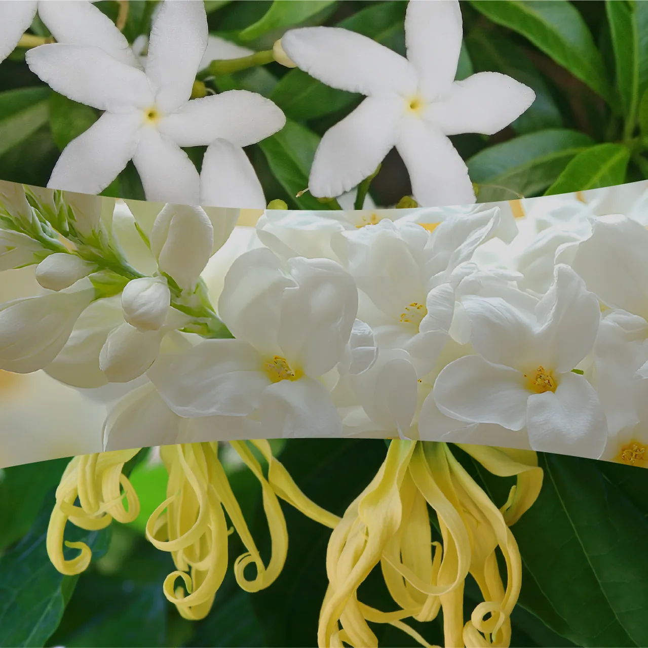 Solar Orchid – Obrázok 2