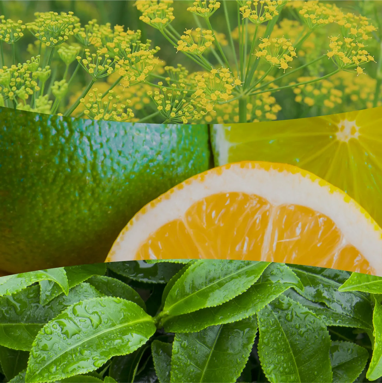 Matcha Zest – Obrázok 3