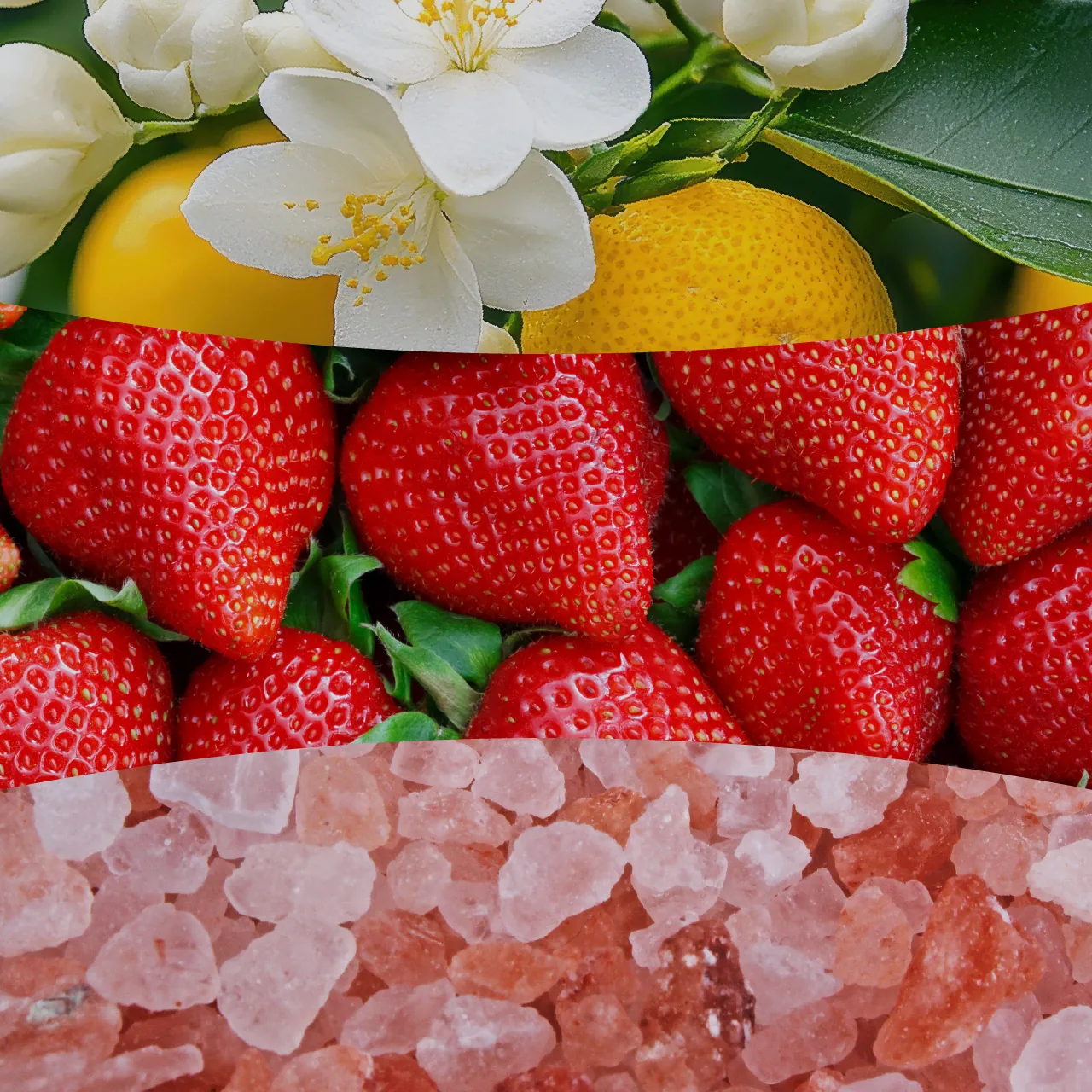 Coastal Sunberry – Obrázok 2